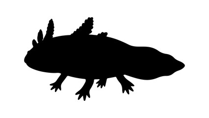 Axolotl silhouette with transparent background