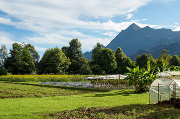 Fototapeta premium A scenic landscape with a mountain, lush greenery, and a greenhouse, under a bright sky