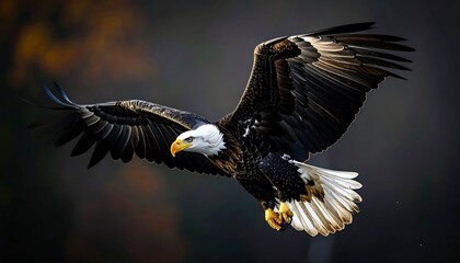 Fototapeta premium Majestic eagle in flight