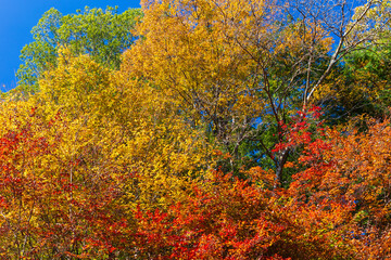 日本の風景・秋　愛知県豊田市　小原地区の四季桜と紅葉　川見四季桜の里