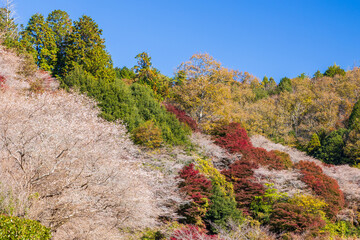 日本の風景・秋　愛知県豊田市　小原地区の四季桜と紅葉　川見四季桜の里