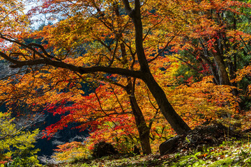日本の風景・秋　愛知県豊田市　小原地区の四季桜と紅葉　川見四季桜の里