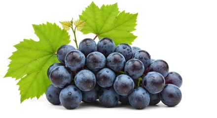 Fototapeta premium Luscious Dark Grapes with Dewdrops and Vibrant Green Leaves: Studio Shot