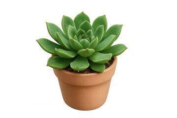 Obraz premium Vibrant green echeveria succulent thriving in a simple terracotta pot, isolated on a transparent background, perfect for design projects