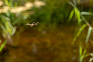 eine Libelle fliegt in der Luft