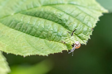 eine kleine Schnecke auf einem grünen Blatt
