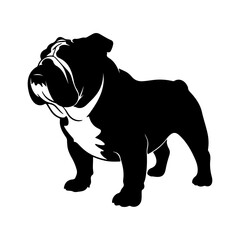 English bulldog portrait with transparent background