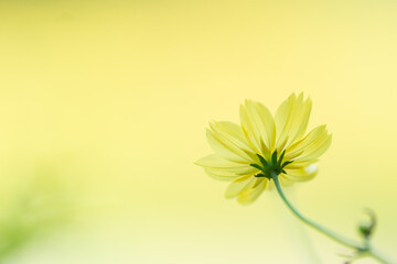 レモンブライト