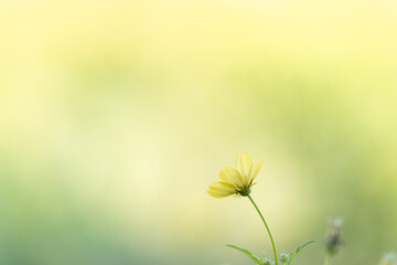 レモンブライト