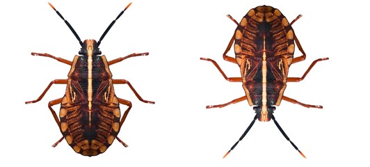 "A macro photograph of a Shield Bug, Carbula scutellata, showing both the dorsal (top) and ventral (bottom) views. The insect is isolated on a clean white background, highlighting its detailed pattern