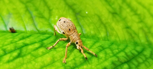 A detailed macro shot of a small brown weevil, a type of beetle from the Curculionidae family, resting on the surface of a vibrant, textured green leaf. The image captures the intricate details 