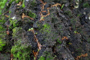​A close-up of rough, black tree bark covered in bright green moss. The textural irregularities create a sense of depth and age, while the shades of green and black give the photo a distinct contrast 