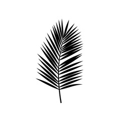 Fototapeta premium A simple black silhouette of a tropical palm leaf frond, isolated on a clean white background.