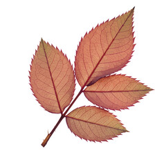 Fototapeta premium Red Rose Leaves on White Background Autumn Foliage Photography