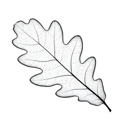 Fototapeta premium Translucent Oak Leaf Skeleton Nature s Delicate Beauty