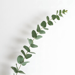 Eucalyptus Branch on White Background Minimalist Greenery Photography