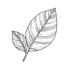 Hand drawn Botanical Illustration of Two Leaves Line Art Black and White Nature Plant