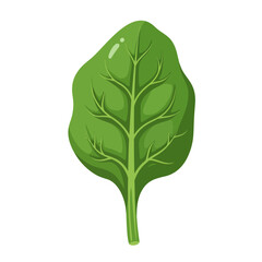 Single Fresh Spinach Leaf Illustration Healthy Food Vector Graphic