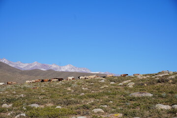 A herd of cattle grazes on a rocky, grassy hillside under a clear blue sky. Snow-capped mountains are visible in the background, creating a serene rural landscape.