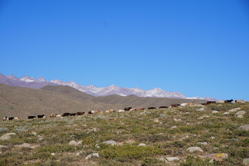 A herd of cattle grazes on a grassy, rocky hillside under a clear blue sky. Snow-capped mountains are visible in the background, creating a scenic rural landscape.