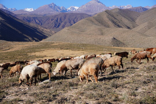 Sheep on sparse grass in mountainous valley with snow peaks and rugged hills. Scenic background of landscape and nature. - Powered by Adobe