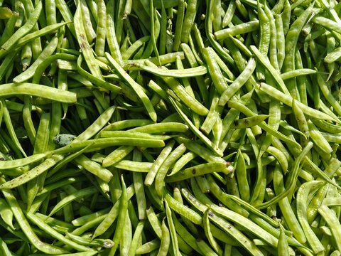 selective image of guar or cluster bean in dish also known in india as guwar, guar bean or cluster bean with the botanical name Cyamopsis tetragonoloba. Close up 