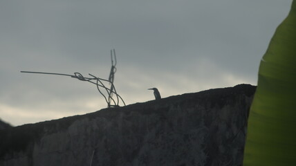 The silhouette of a kingfisher perched on a roof in the morning is very charming.
