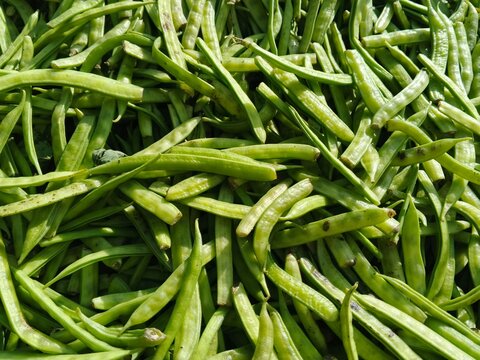selective image of guar or cluster bean in dish also known in india as guwar, guar bean or cluster bean with the botanical name Cyamopsis tetragonoloba. Close up 