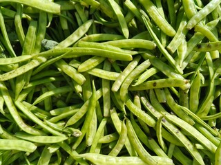 selective image of guar or cluster bean in dish also known in india as guwar, guar bean or cluster bean with the botanical name Cyamopsis tetragonoloba. Close up 