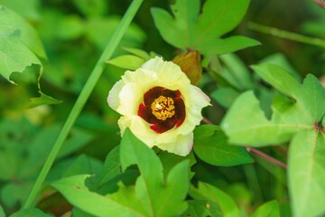 ひっそりと咲く満開の綿の花