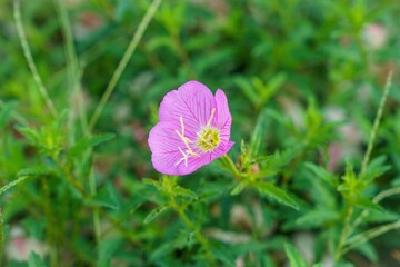 ひっそりと咲く満開のピンクの月見草