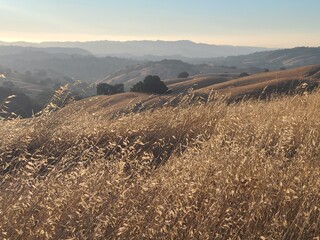 Summer grasses in the East Bay hills of Northern California