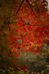 紅葉