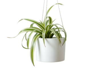 Hanging spider plant thrives in a bright indoor environment showcasing vibrant green foliage