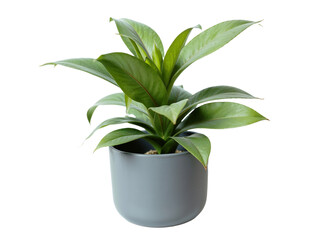 Green indoor plant in a modern pot on a white background showcasing its vibrant leaves and healthy growth