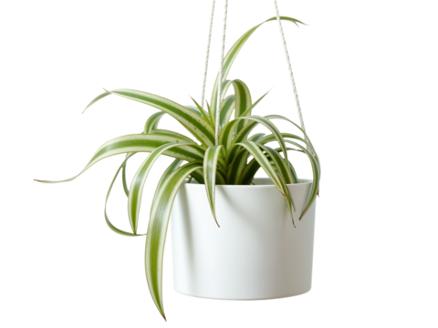 Hanging spider plant thrives in a bright indoor environment showcasing vibrant green foliage