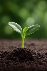 money growth concept with germinating, growth, concept