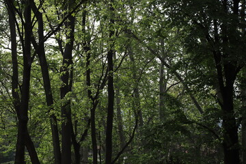 Obraz premium Green Trees