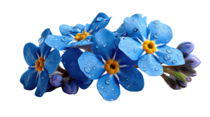 Forget-Me-Not Blooms: A delicate cluster of forget-me-not blossoms, their vibrant blue petals adorned with glistening water droplets, symbolizes enduring remembrance and affection.
