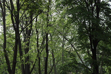 Fototapeta premium Green Trees