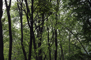 Obraz premium Green Trees