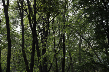 Fototapeta premium Green Trees