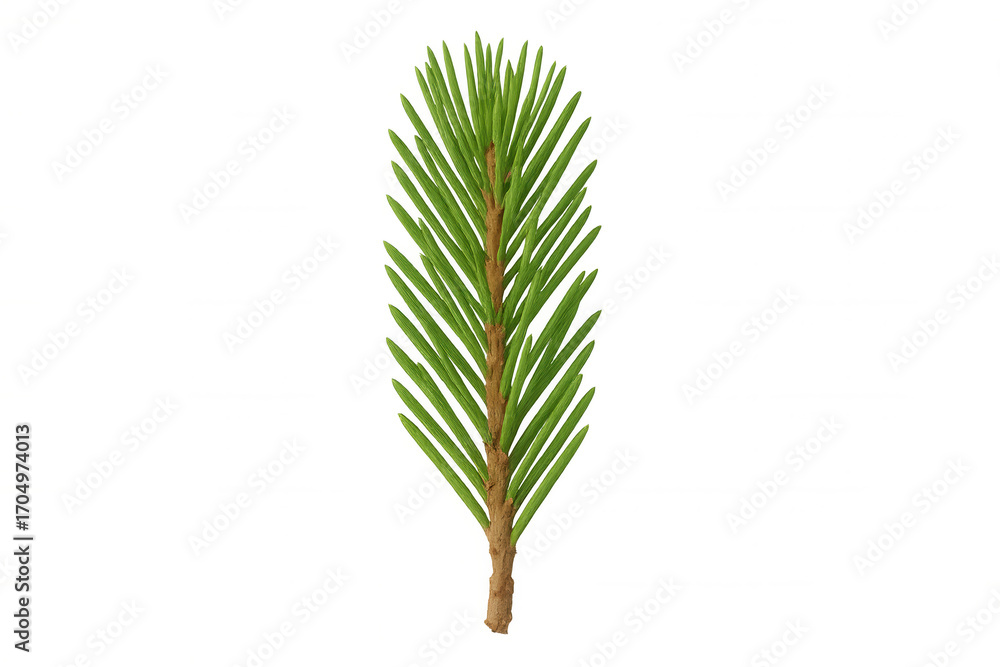 Poster photorealistic 3d rendering of a single fir branch, isolated on a transparent background, perfect fo
