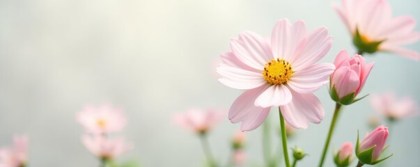 Delicate flower in soft focus on white background, flowers, garden