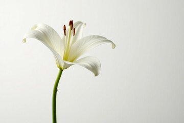 Delicate lily bloom against a white background, fragrance, refined, minimalismart