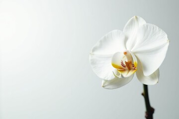 Delicate white orchid blossom on pure white backdrop, bloom, nature