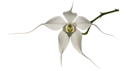 Delicate White Ghost Orchid Flower on Stem Isolated on White | Elegant Floral Macro Photography for Botanical Art and Nature Conservation