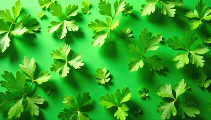 Fresh parsley leaves arranged in a repeating motif , botanical, bright, image