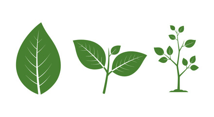 Green Leaves and Sapling Growth Stages.