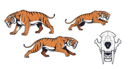 Illustrations of prehistoric saber toothed tigers in various dynamic poses and their skull.